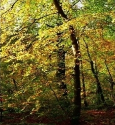 Novo produto: Hidroxipropil tetrahidropirano triol (solúvel em óleo)